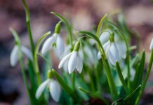 Echipa Administrației Piețelor vă urează bun venit în luna martie