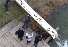 Balta Zătun a fost populată cu patru tone de crap și caras