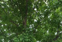 Gospodărire Urbană continuă să fasoneze copacii din oraș