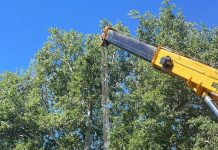 Gospodărire Urbană continuă să fasoneze copacii din oraș