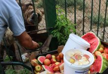 Meniu anti-caniculă pentru animalele de la Zoo Galați