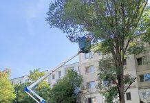 Gospodărire Urbană continuă să fasoneze arborii și să taie copacii bolnavi