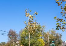 Primăria a început o nouă campanie de plantări de copaci