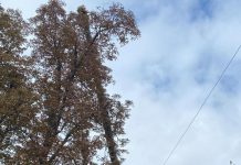 Fasonări și tăieri de copaci în oraș. Gospodărire Urbană continuă operațiunile de întreținere a spațiilor verzi