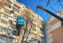 Continuă fasonările de copaci