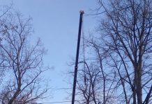 Gospodărire Urbană continuă fasonările de copaci