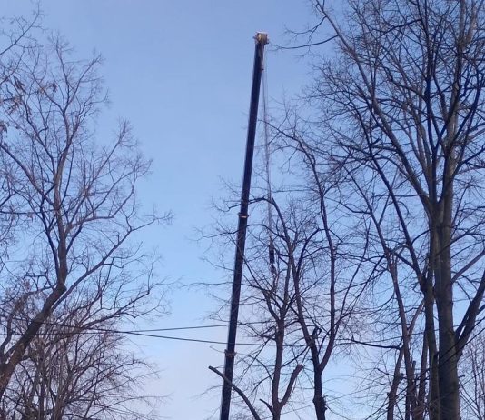 Gospodărire Urbană continuă fasonările de copaci