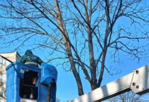 Echipele Gospodărire Urbană continuă să fasoneze copacii din oraș