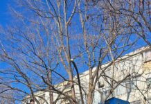 Fasonări de copaci. Iată în ce zone acționează Gospodărire Urbană