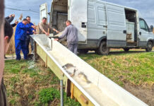 Două tone de pește au repopulat Balta Zătun