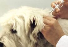 Primăria desfășoară o nouă campanie de microcipare gratuită a câinilor