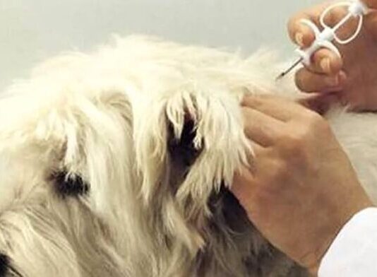 Primăria desfășoară o nouă campanie de microcipare gratuită a câinilor