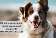 Fii un stăpân responsabil, microcipează-ți câinele. Te costă doar 5 minute!