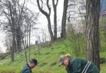 Continuă activitățile de întreținere a spațiilor verzi