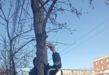 Lucrări de întreținere a spațiilor verzi în cartierul Țiglina III