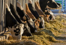 Măsuri de prevenire a febrei aftoase în județul Galați