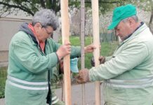 Lucrări de întreținere a spațiilor verzi în cartiere