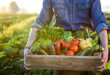 Programul ”Tomata” se extinde la mai multe legume. Guvernul Ciolacu a aprobat ajutorul care stimulează producția de legume românești