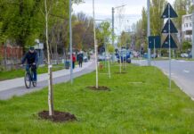 Sute de copaci au fost plantați în Galați, în această primăvară