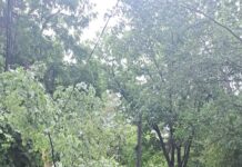 Copaci rupți de furtună. Intervenții de urgență ale Gospodărire Urbană