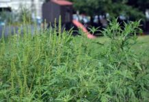 Ambrozia. În atenția gălățenilor care dețin terenuri în oraș