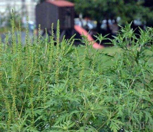 Ambrozia. În atenția gălățenilor care dețin terenuri în oraș