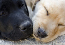 Amendă uriașă pentru abandonarea unor câini