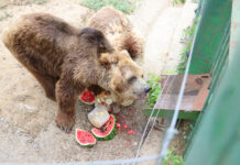 Măsuri anti-caniculă pentru protejarea animalelor de la Zoo