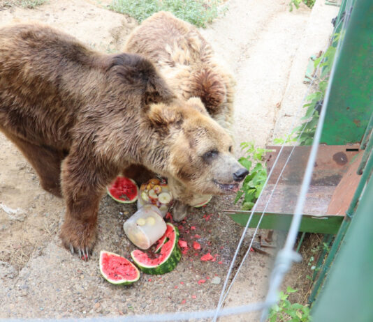 Măsuri anti-caniculă pentru protejarea animalelor de la Zoo