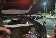 Un bărbat s-a trezit cu doi câini din rasa Amstaff în portbagaj