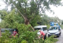 Intervenții de urgență ale Gospodărire Urbană după furtună