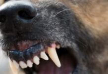 Femeie atacată pe stradă de un câine din rasa Amstaff