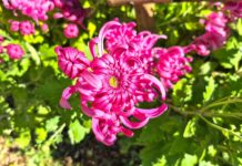 Expoziție de crizanteme la Grădina Botanică din Galați