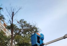 Gospodărire Urbană, în teren pentru tăieri și fasonări de copaci