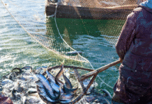 Acțiuni pentru combaterea braconajului piscicol