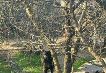 Atac canin într-o gospodărie din Ijdileni