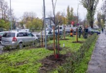 Peste 1.200 de copaci vor fi plantați, în Galați, în următoarea perioadă