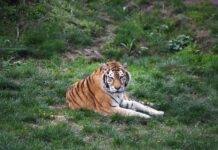 Grădina Botanică și Zoo Galați au trecut la programul de iarnă