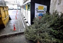 Ecosal Galați a început colectarea brazilor de Crăciun