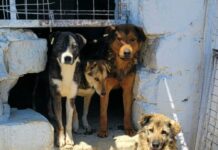 Vrei să ajuți? Adoptă un cățel fără stăpân!