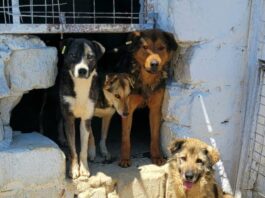 Vrei să ajuți? Adoptă un cățel fără stăpân!