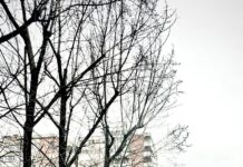 Intervenții ale Gospodărire Urbană pentru fasonări de copaci