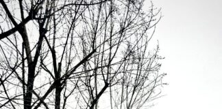 Intervenții ale Gospodărire Urbană pentru fasonări de copaci