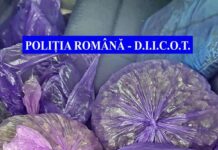 Captură de cannabis la Galați