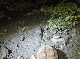 Grenadă fără focos descoperită în zona Gării din Galați