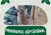 Programul Gospodărire Urbană pentru îngrijirea spațiilor verzi. Iată în ce zone se lucrează săptămâna aceasta