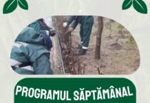 Programul Gospodărire Urbană pentru îngrijirea spațiilor verzi. Iată în ce zone se lucrează săptămâna aceasta