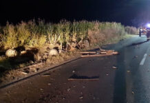 Accident rutier cu trei răniți provocat de un căruțaș băut