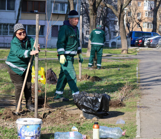 1.500 de copaci vor fi plantați în Galați, în această primăvară