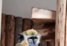 O noua atracție la Zoo Galați